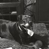 Loyal Companion General Contracting
